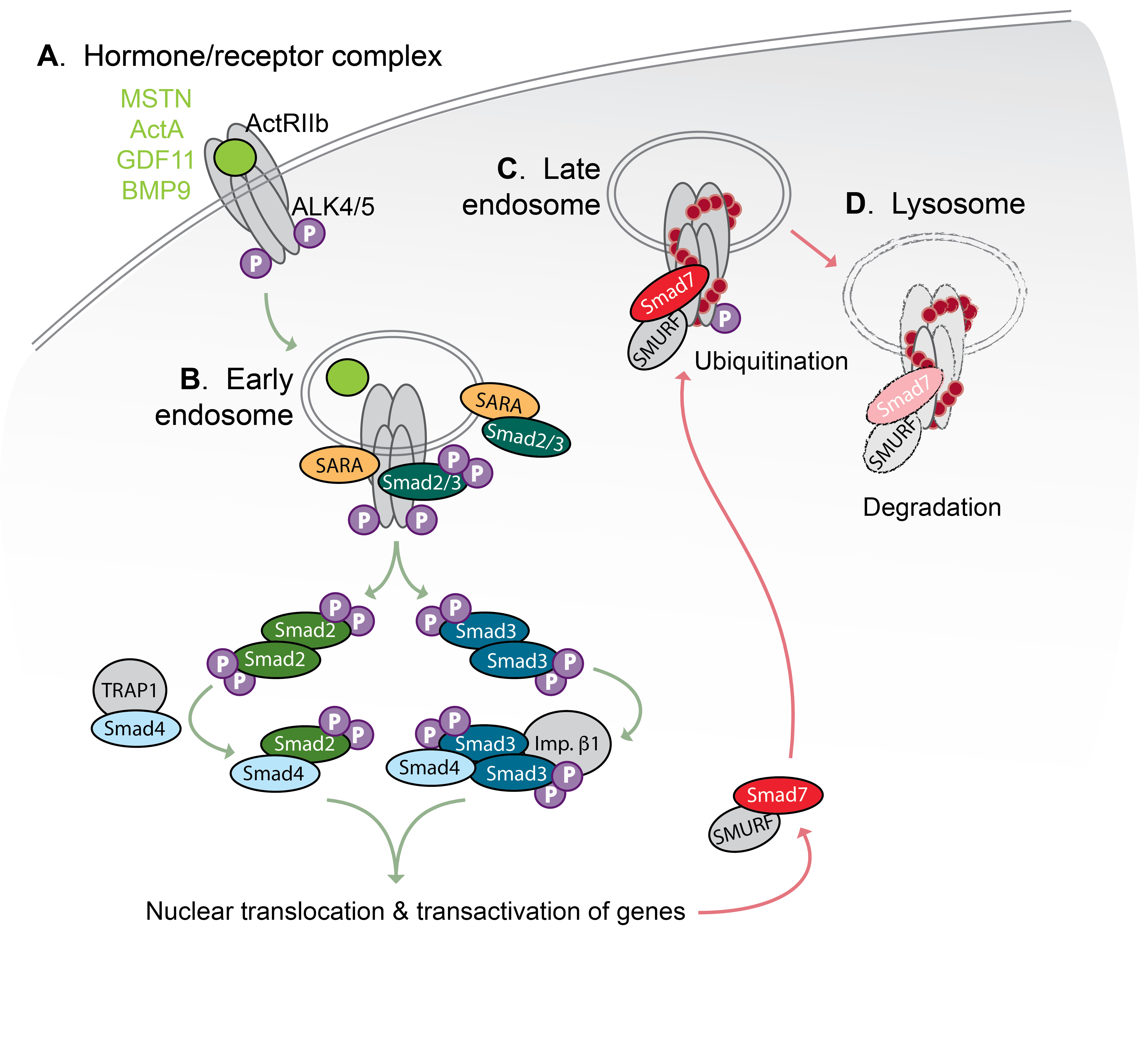 Smad signaling2